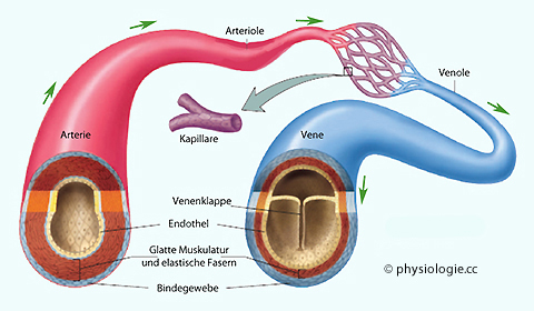 Unterschied Zwischen Vene Und Arterie Captions Trending Update Unterschied Zwischen Vene Und Arterie Captions Trending Update