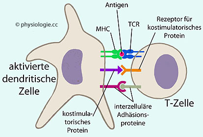 Physiologie Mhc Restriktion Immunologische Toleranz