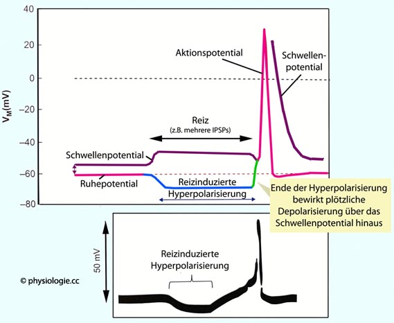 Aktionspotential des Schrittmachers