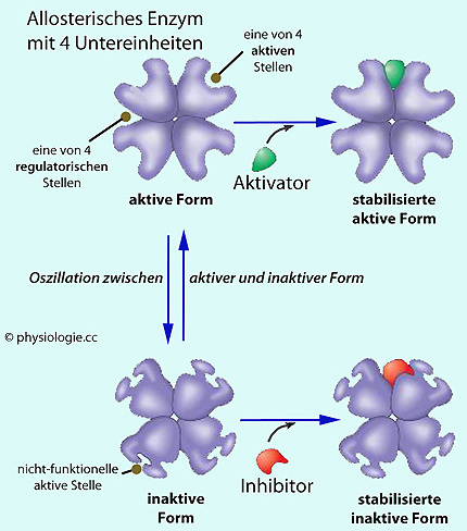 Folien Enzyme Proteinstruktur Aktives Zentrum Enzymatik
