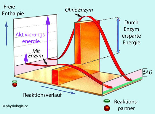 Enzymstrukturdiagramm