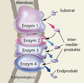 Enzymstrukturdiagramm