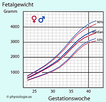 Physiologie Der Schwangerschaft