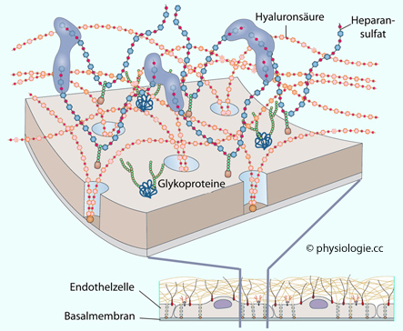 Diagramm des Knollenblätterpilzes