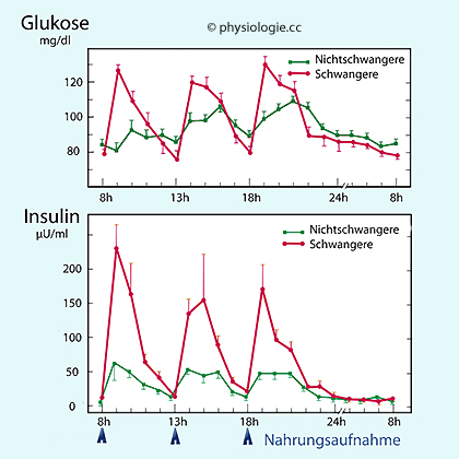 Physiologie Der Schwangerschaft