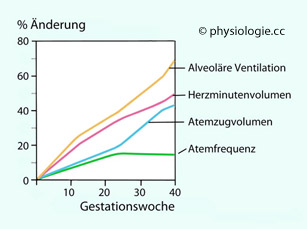 Physiologie Der Schwangerschaft