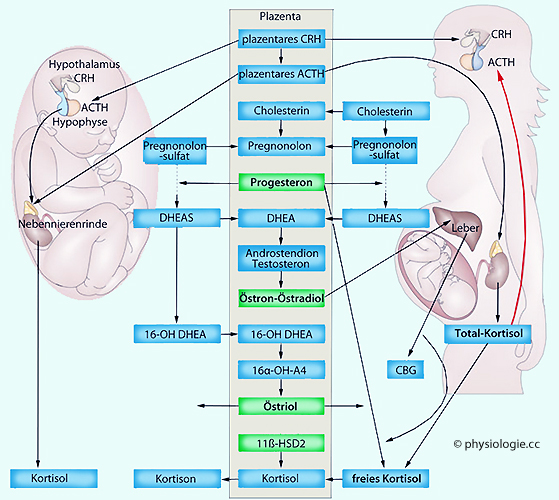 Physiologie Der Schwangerschaft