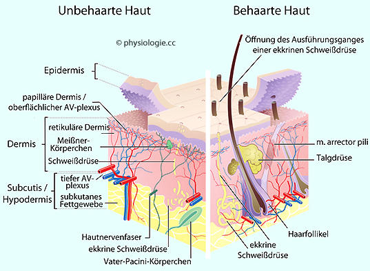 Physiologie Der Haut