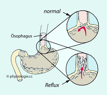 Physiologie Kauen Schlucken Magenoffnung