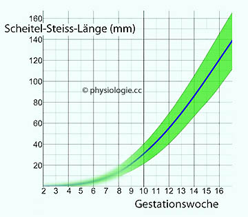 Physiologie Der Schwangerschaft