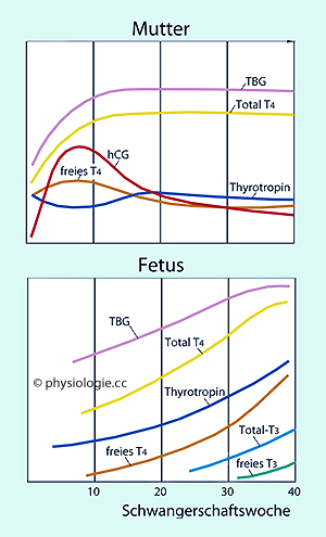 Physiologie Der Schwangerschaft