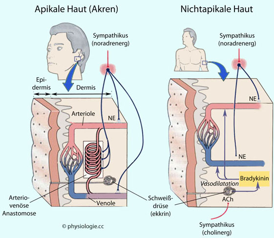 Physiologie Der Haut