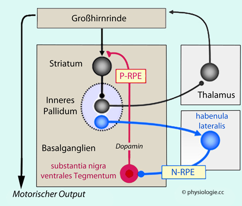 Physiologie Basalganglienfunktionen