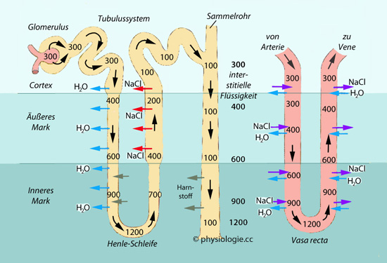 Physiologie Funktionen Des Nierenmarks