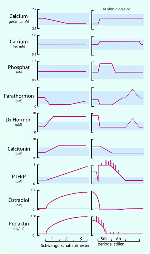 Physiologie Der Schwangerschaft