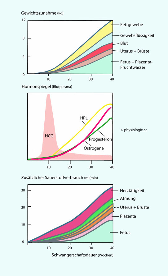 Physiologie Der Schwangerschaft